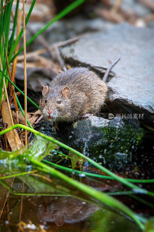 澳大利亚沼泽鼠(Rattus lutreolus)